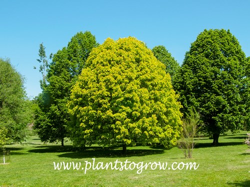 Golden European Linden (Tilia × europaea 'Wratislaviensis') 
Picture taken in mid-May and the plant is in it's full early foliage color.